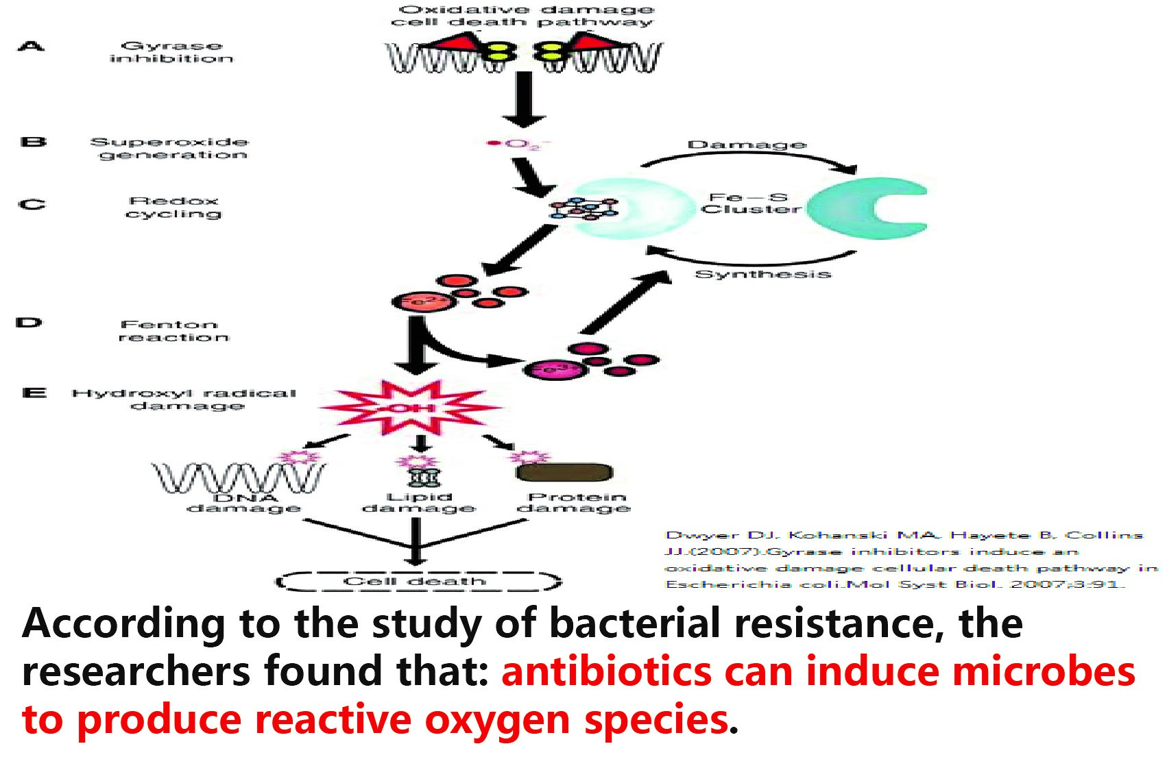 Free radicals produced by microorganisms